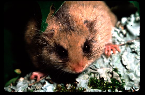 生物多様性の象徴の一つである「ニホンヤマネ」