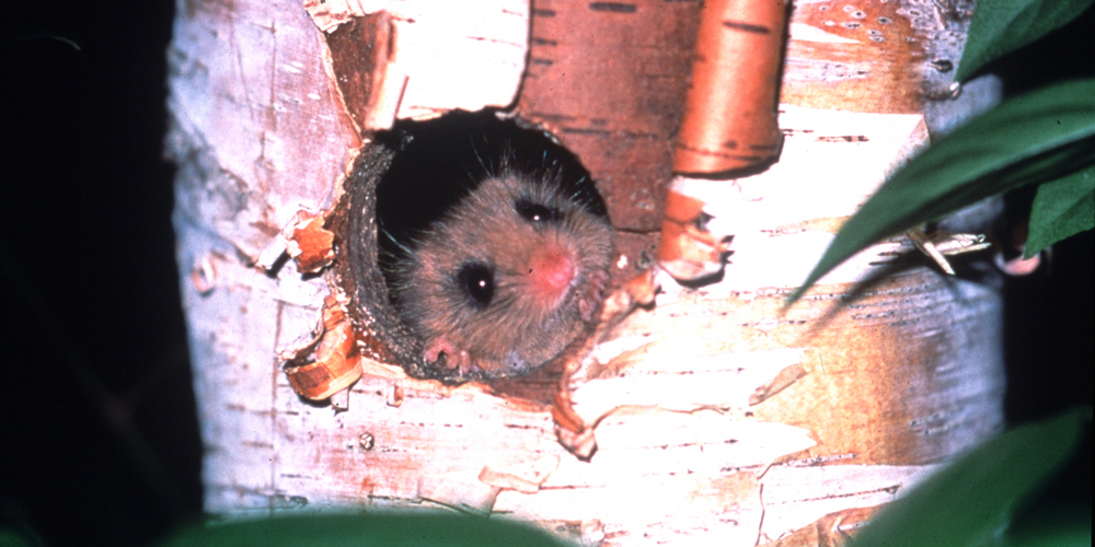 ニホンヤマネ|ヤマネ・いきもの研究所🄫Dormouse & Wildlife Institute