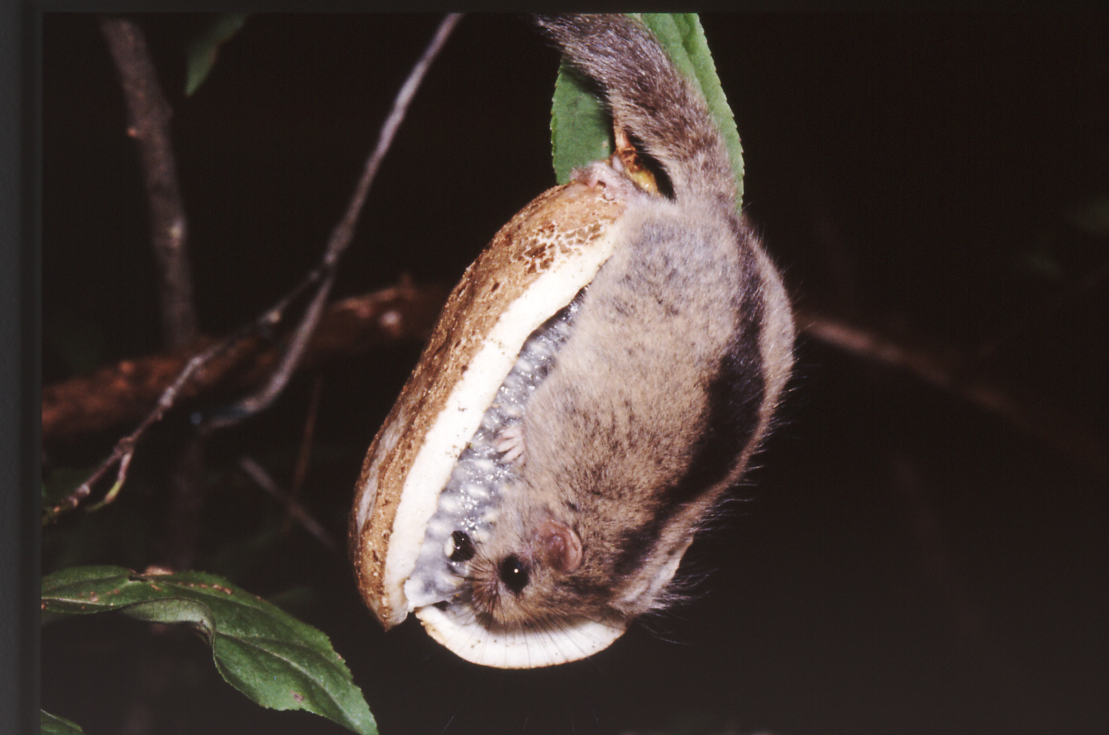 ニホンヤマネ|ヤマネ・いきもの研究所🄫Dormouse & Wildlife Institute