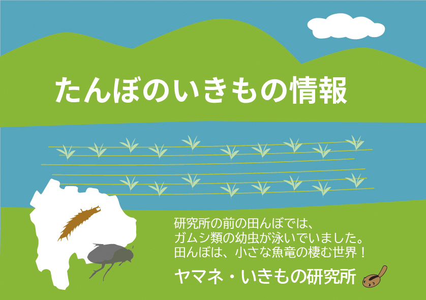 たんぼのいきもの情報